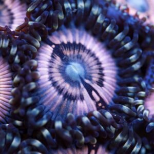 Mix & Match 5 Zoa Frags
