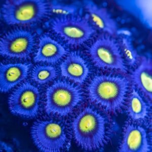 WWC AOI Zoanthid