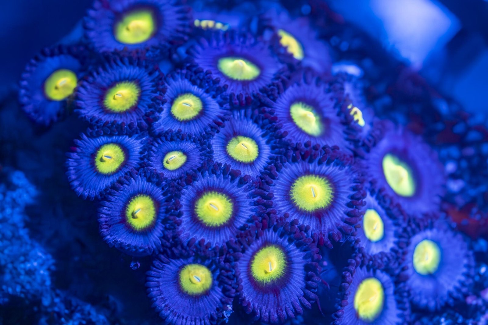 WWC AOI Zoanthid