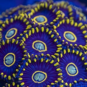 Blue Hornet Zoanthid