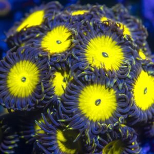 CZ Lemonhead Zoanthid