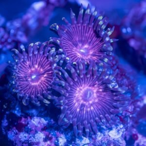 CZ Strawberry Sunset Zoanthid