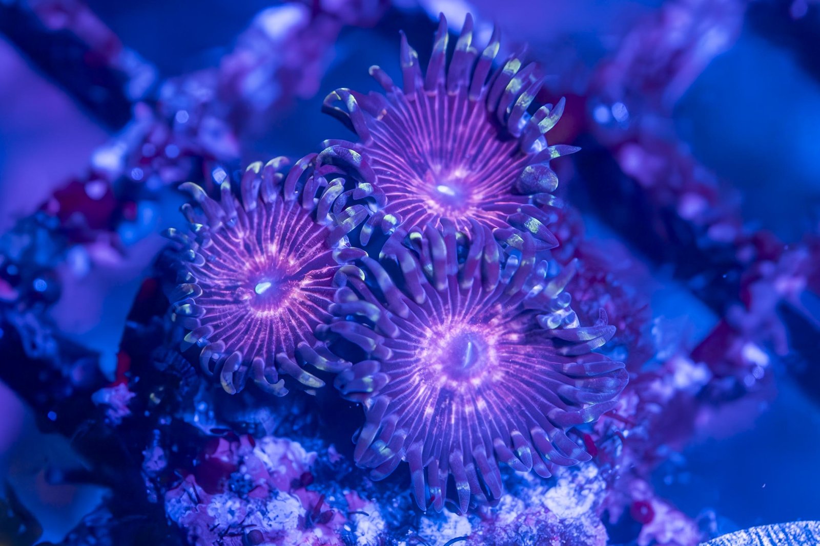 CZ Strawberry Sunset Zoanthid