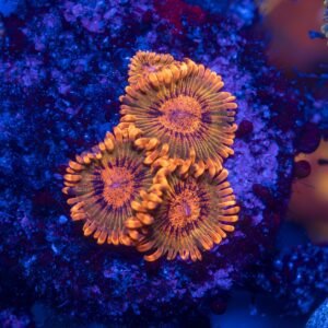 IA Burning Ember Zoanthid