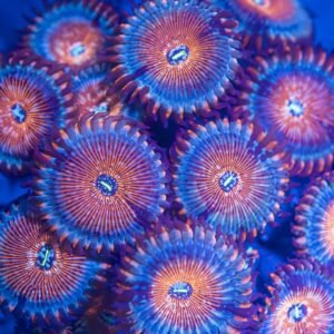 White Zombie Zoanthid