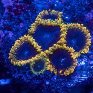 TSA Warp Drive Zoanthid