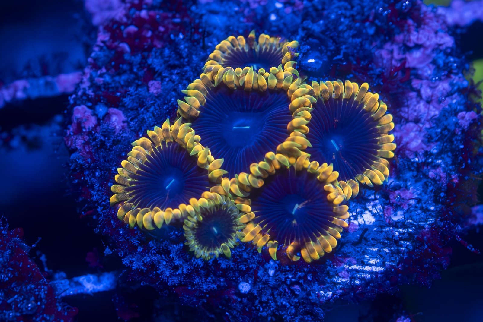 TSA Warp Drive Zoanthid