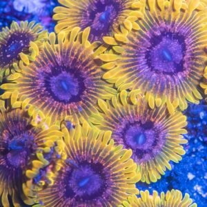 JF Acid Reflux Zoanthid