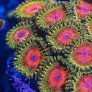 JF Awesome Blossom Zoanthid