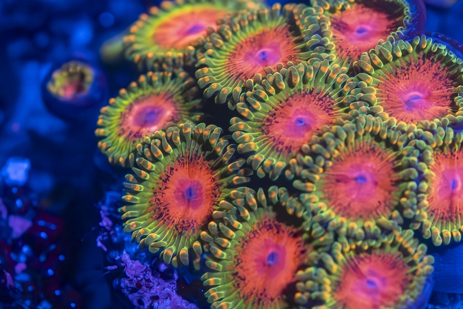 JF Awesome Blossom Zoanthid
