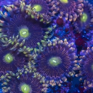 Cali Kid Bozos Birthday Zoanthid