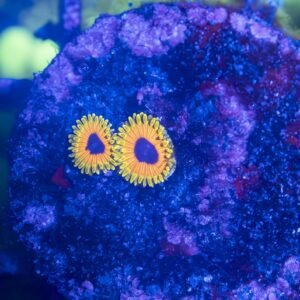 Great Owl Zoanthid