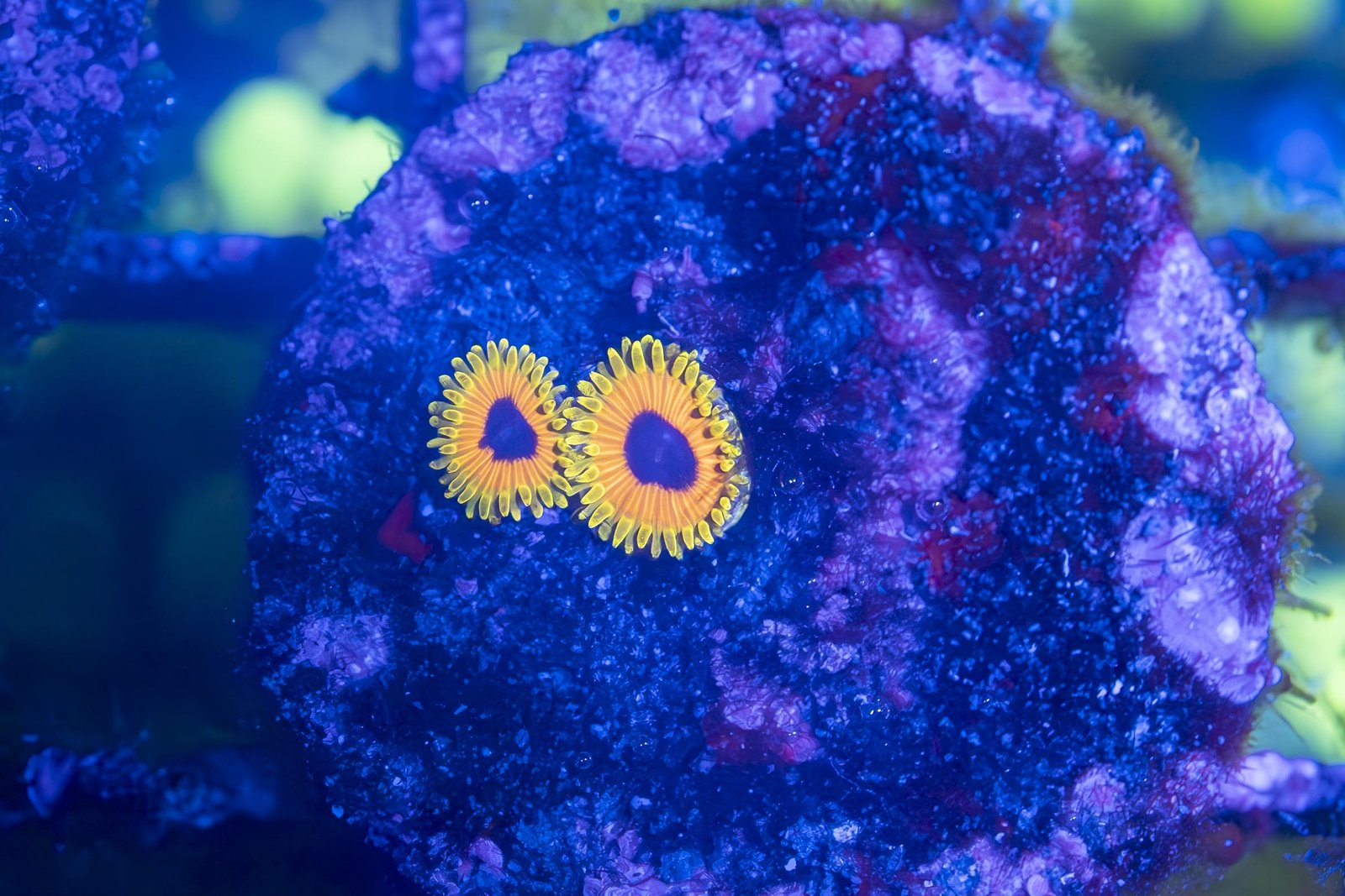 Great Owl Zoanthid