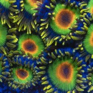 Rasta Zoanthid