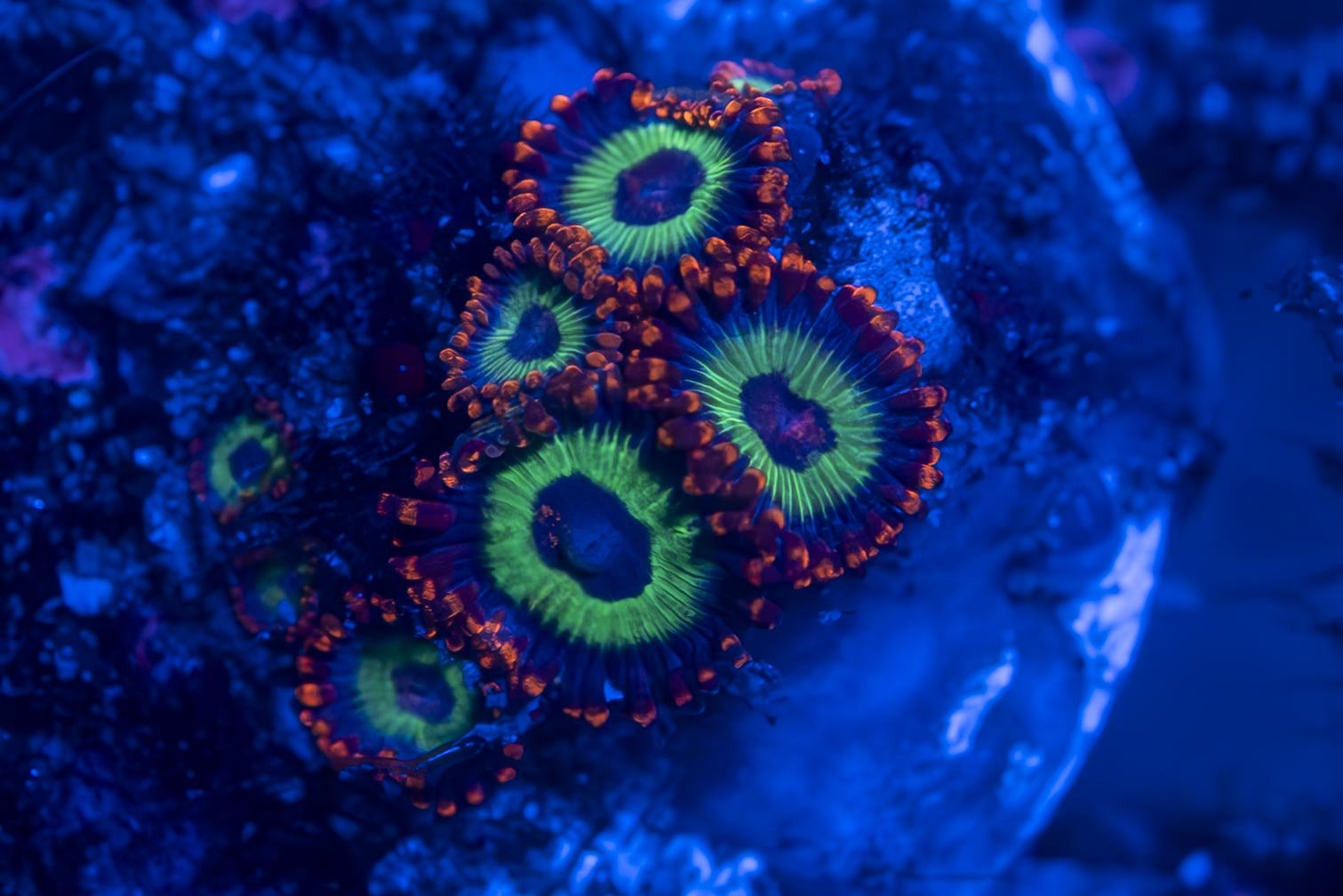 Emeralds on Fire Zoanthid