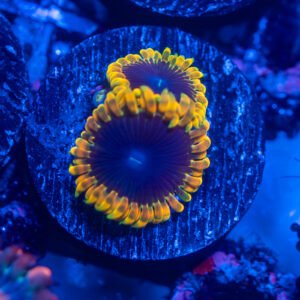 TSA Warp Drive Zoa