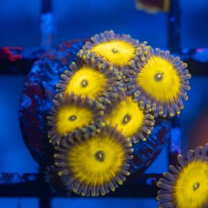 Farside Lemonheads Zoa