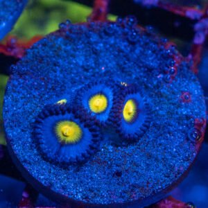 WWC AOI Zoa
