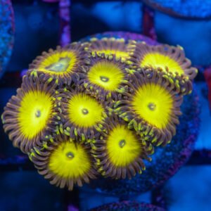 CZ Lemonheads Zoa