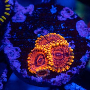 IA Burning Ember Zoa