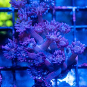 Blue Glitter Goniopora