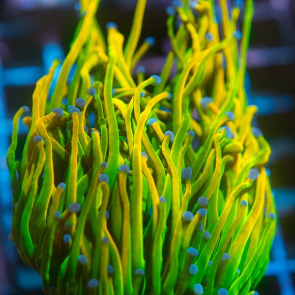 RR OG HG Torch