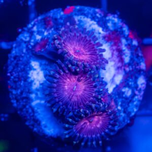 CZ Strawberry Wine Zoanthid