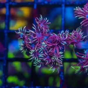 GSC Wonderland Goniopora