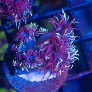 GSC Wonderland Goniopora