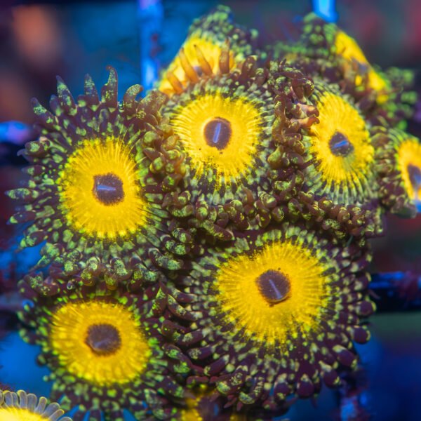 Godbeast Zoanthid
