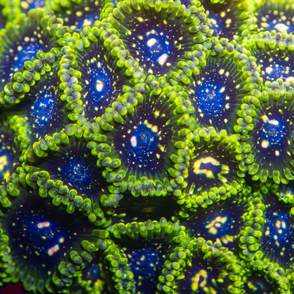 Exosphere Zoanthid