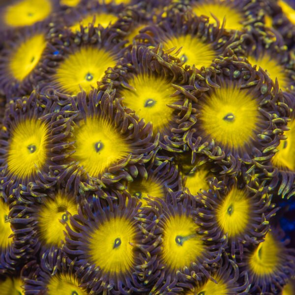 Farside Lemonheads Zoanthid