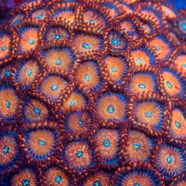 White Zombie Zoanthid