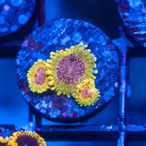 Northern Lights Zoanthid