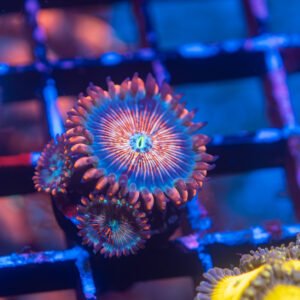 White Zombie Zoanthid