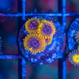 JF Acid Reflux Zoanthid